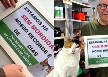 Gata “funcionária” vira sensação ao atender clientes do jeito mais sincero possível