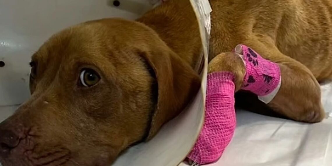 Jovem para o carro ao ver cachorrinha à beira da estrada e muda seu destino para sempre