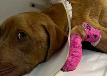 Jovem para o carro ao ver cachorrinha à beira da estrada e muda seu destino para sempre