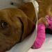 Jovem para o carro ao ver cachorrinha à beira da estrada e muda seu destino para sempre