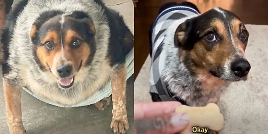 Cachorro tão obeso que mal conseguia andar emociona ao ganhar uma nova chance de viver