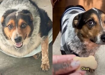 Cachorro tão obeso que mal conseguia andar emociona ao ganhar uma nova chance de viver