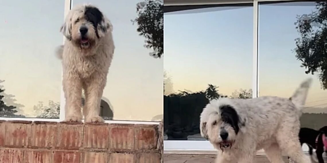 Cadela idosa rejeitada encontra um lar e surpreende quem duvidava dela