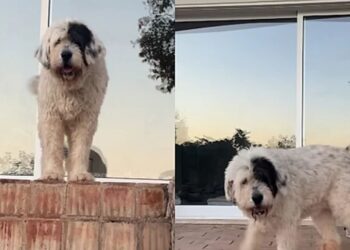 Cadela idosa rejeitada encontra um lar e surpreende quem duvidava dela