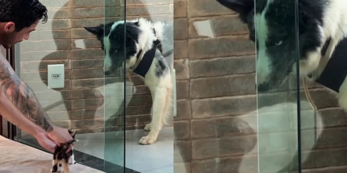 Cão rejeita gato no primeiro dia e três dias depois surpreende a família inteira