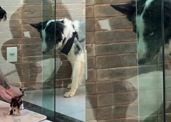 Cão rejeita gato no primeiro dia e três dias depois surpreende a família inteira