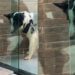 Cão rejeita gato no primeiro dia e três dias depois surpreende a família inteira