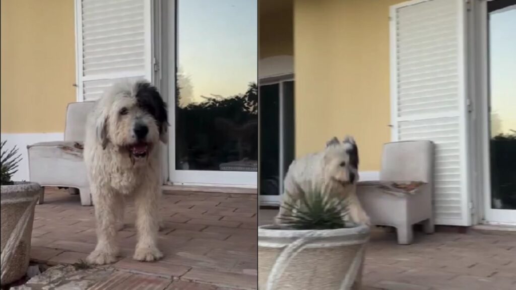 Cadela idosa rejeitada encontra um lar e surpreende quem duvidava dela