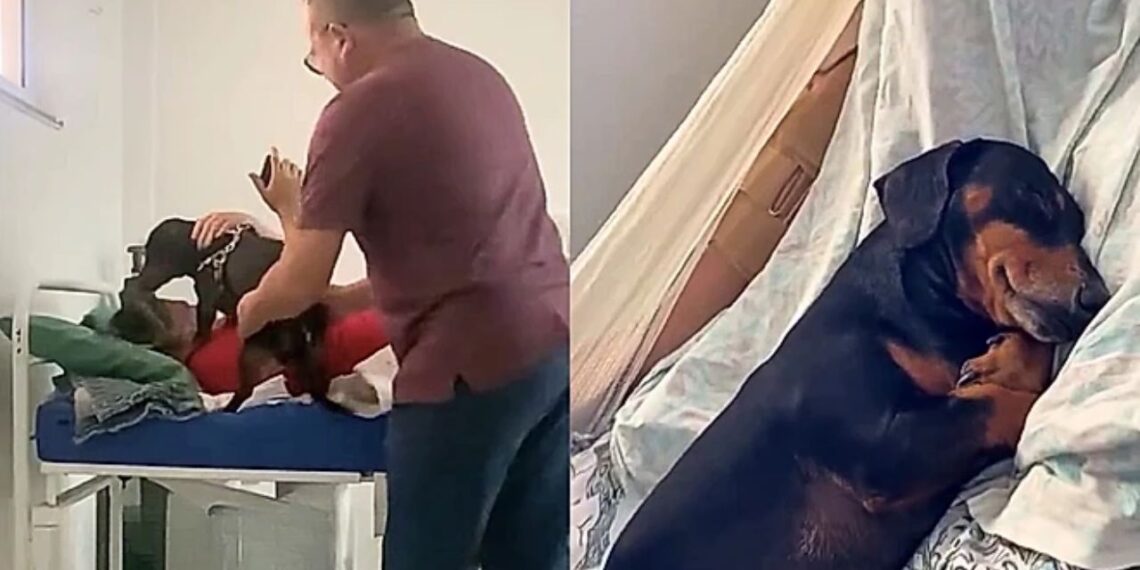 Cachorro espera 30 dias pela dona internada e sua reação ao reencontro emocionou a internet