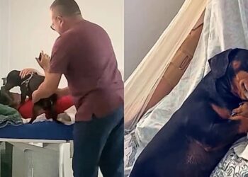 Cachorro espera 30 dias pela dona internada e sua reação ao reencontro emocionou a internet