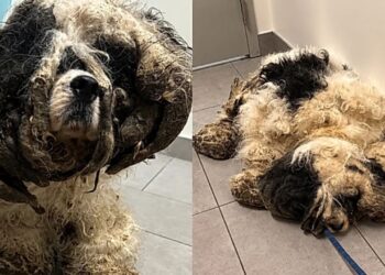 Resgate de cachorro abandonado em armário traz transformação impressionante após tosa