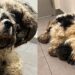 Resgate de cachorro abandonado em armário traz transformação impressionante após tosa