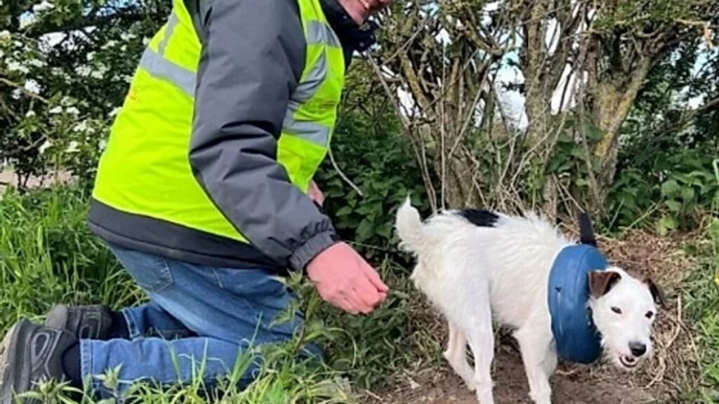 Cachorrinha desaparecida é encontrada viva após passar 48 horas soterrada