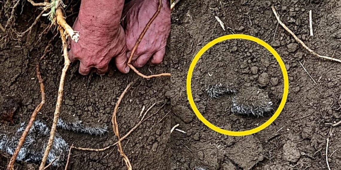 Cachorrinha desaparecida é encontrada viva após passar 48 horas soterrada