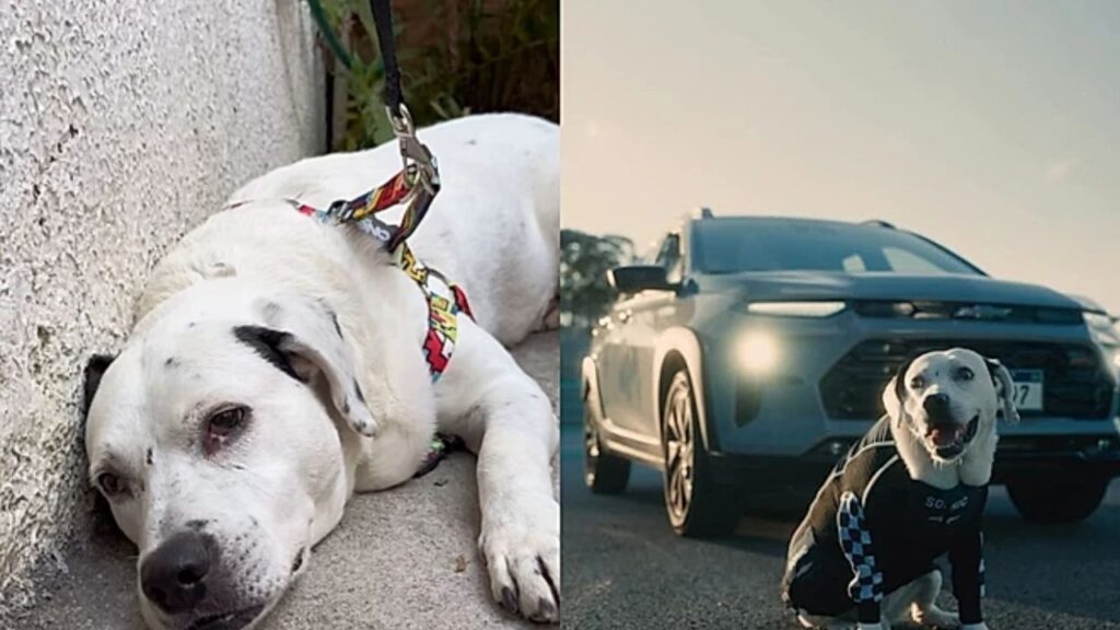 pet-36-1024x576 Cachorro idoso com necessidades especiais supera rejeição e se torna símbolo de adoção responsável