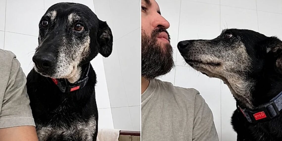 Após vencer o abandono, cachorro idoso aguarda uma família há dois anos em abrigo
