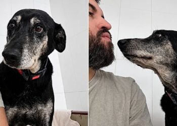 Após vencer o abandono, cachorro idoso aguarda uma família há dois anos em abrigo