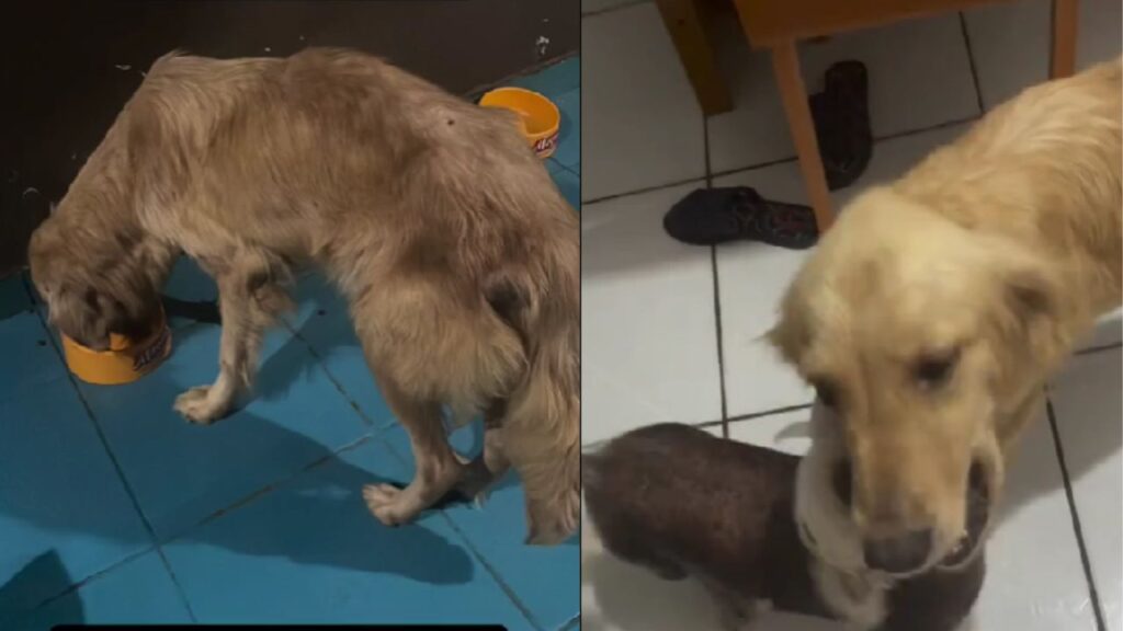 Golden Retriever em estado crítico é encontrada em rodovia e ganha nova vida após resgate