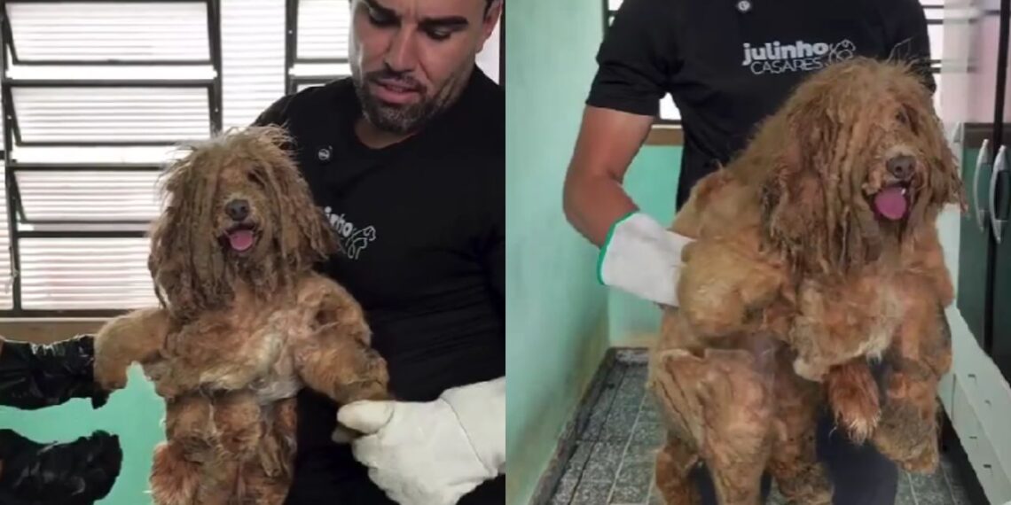 Cão negligenciado por anos ganha nova chance e emociona com sua transformação