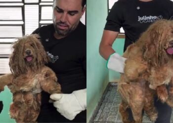 Cão negligenciado por anos ganha nova chance e emociona com sua transformação