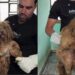 Cão negligenciado por anos ganha nova chance e emociona com sua transformação