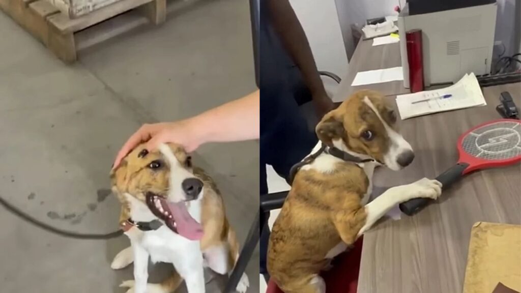 pet-40-1024x576 Filhote aguardando adoção é deixado para trás e cena comove voluntários
