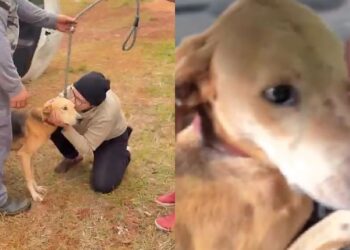 Cão resgatado reage de forma comovente ao sentir que nunca mais estará sozinho