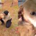 Cão resgatado reage de forma comovente ao sentir que nunca mais estará sozinho