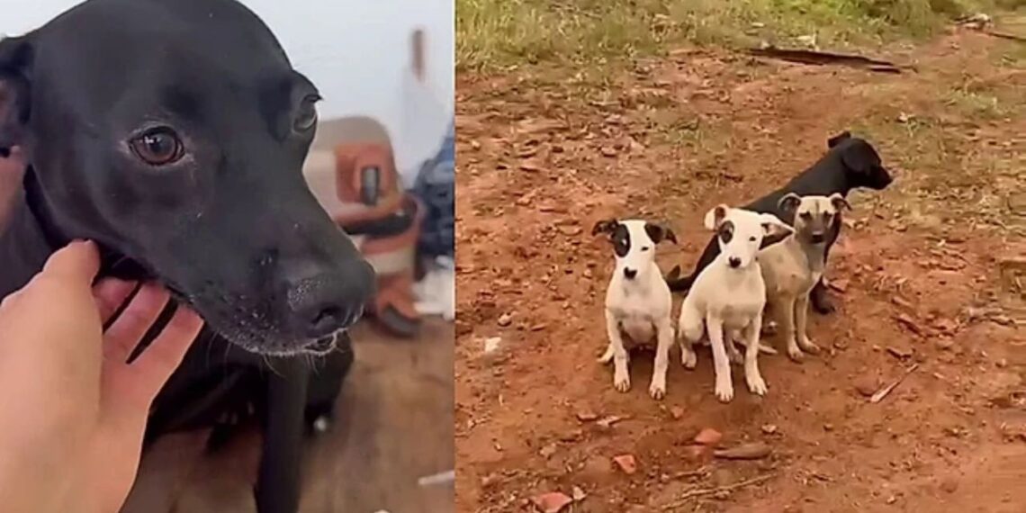 Mãe canina protege filhotes com bravura e espera por um lar após todos serem adotados