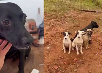 Mãe canina protege filhotes com bravura e espera por um lar após todos serem adotados