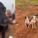 Mãe canina protege filhotes com bravura e espera por um lar após todos serem adotados