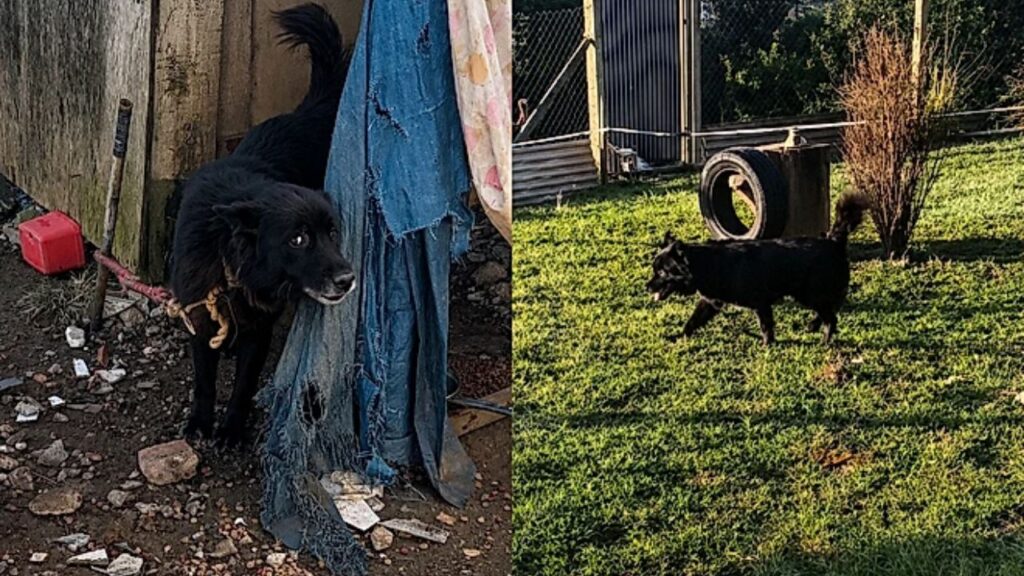 pet-45-1024x576 Cadela resgatada de confinamento severo dá primeiros passos livres e emociona equipe de proteção animal