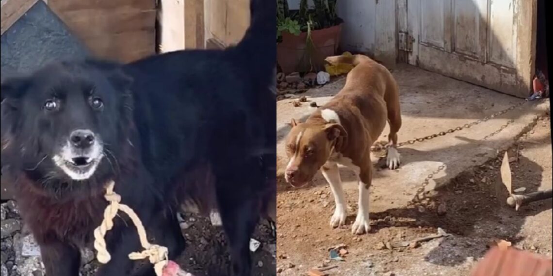 Cadela resgatada de confinamento severo dá primeiros passos livres e emociona equipe de proteção animal