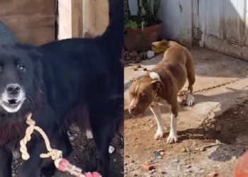 Cadela resgatada de confinamento severo dá primeiros passos livres e emociona equipe de proteção animal