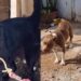 Cadela resgatada de confinamento severo dá primeiros passos livres e emociona equipe de proteção animal