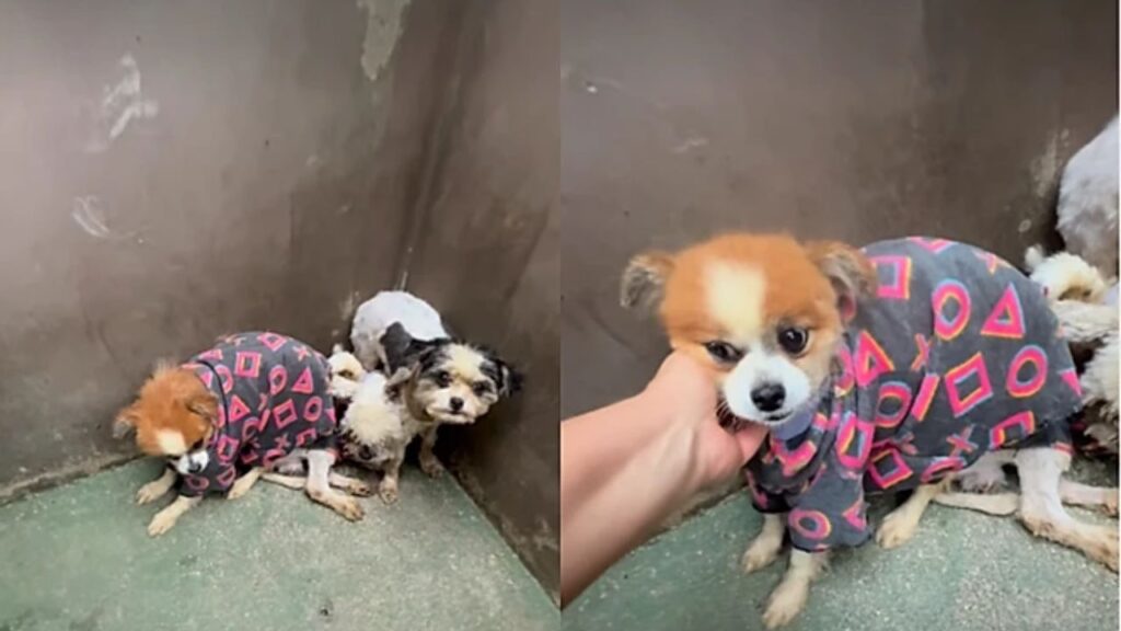 pet-49-1024x576 Dois cães resgatados de canil clandestino após anos de maus-tratos, emocionam ao aprender novamente a confiar em humanos