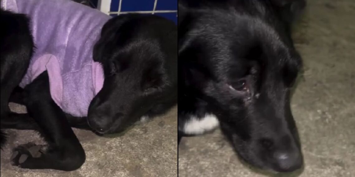 Abandonado na calçada, cachorro traumatizado com olhar triste mobiliza corrente de solidariedade