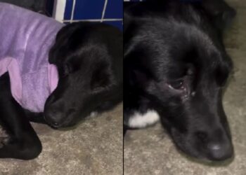 Abandonado na calçada, cachorro traumatizado com olhar triste mobiliza corrente de solidariedade