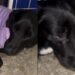 Abandonado na calçada, cachorro traumatizado com olhar triste mobiliza corrente de solidariedade