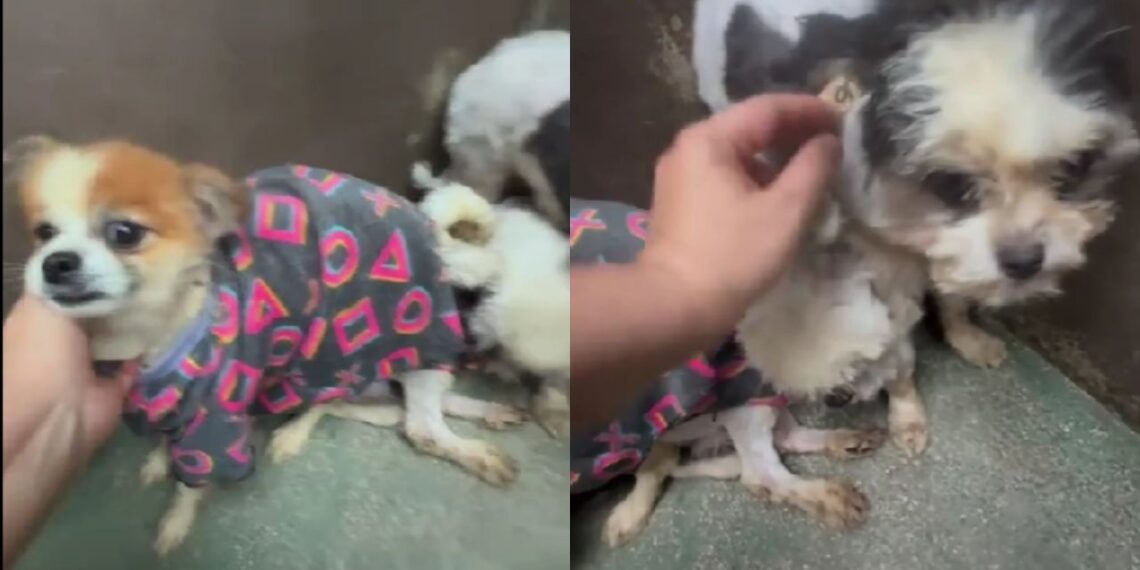Dois cães resgatados de canil clandestino após anos de maus-tratos, emocionam ao aprender novamente a confiar em humanos