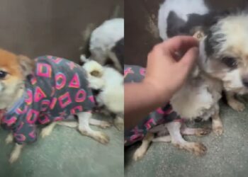 Dois cães resgatados de canil clandestino após anos de maus-tratos, emocionam ao aprender novamente a confiar em humanos