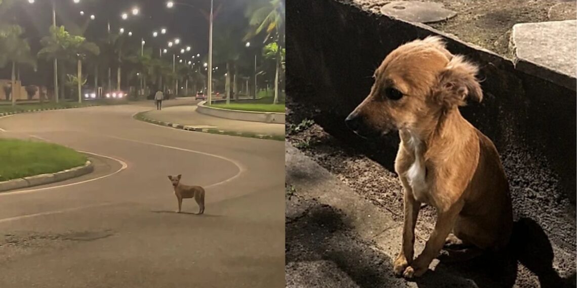 Cão que recebeu ajuda no passado volta a cruzar o caminho de jovem e ganha um lar de vez