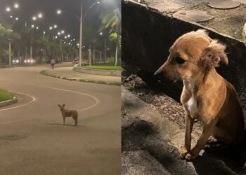 Cão que recebeu ajuda no passado volta a cruzar o caminho de jovem e ganha um lar de vez