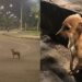 Cão que recebeu ajuda no passado volta a cruzar o caminho de jovem e ganha um lar de vez