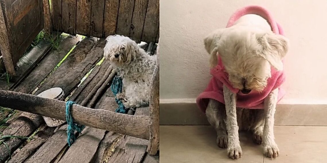 Cadela resgatada após anos acorrentada ainda dorme encolhida como se não tivesse sido libertada