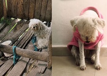 Cadela resgatada após anos acorrentada ainda dorme encolhida como se não tivesse sido libertada