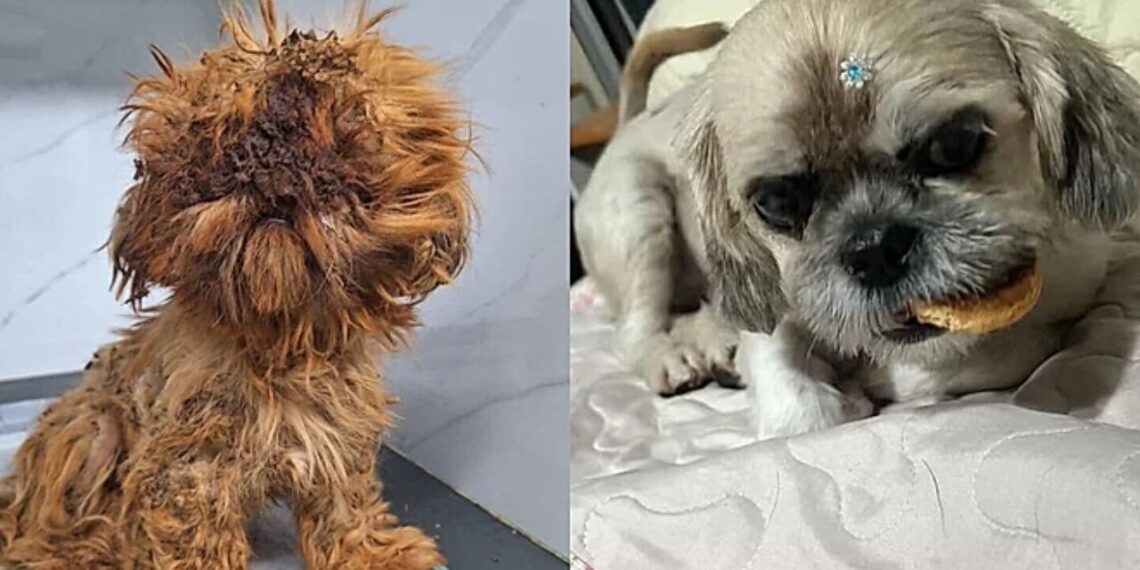 O antes e depois inacreditável da cachorrinha que estava irreconhecível ao ser encontrada