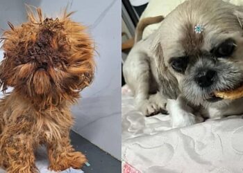 O antes e depois inacreditável da cachorrinha que estava irreconhecível ao ser encontrada