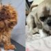 O antes e depois inacreditável da cachorrinha que estava irreconhecível ao ser encontrada
