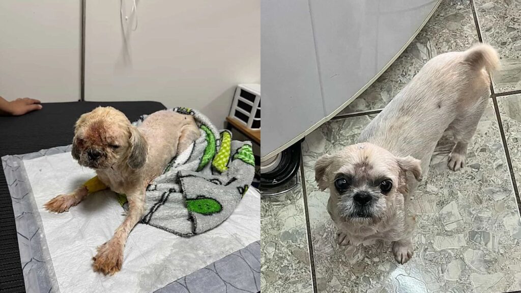 O antes e depois inacreditável da cachorrinha que estava irreconhecível ao ser encontrada